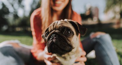 Majority of brachycephalic dog owners would own same breed again